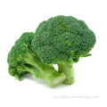 High Quality Herb Extract Broccoli Sulforahane